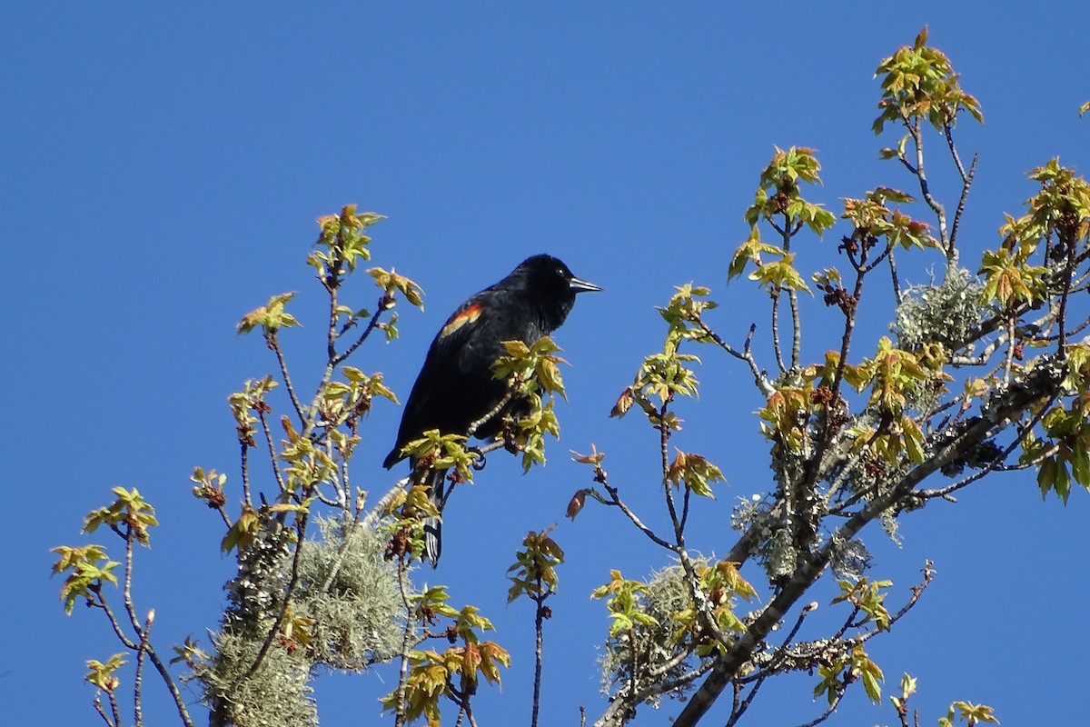 Red-winged Blackbird (Red-winged) - ML617496021