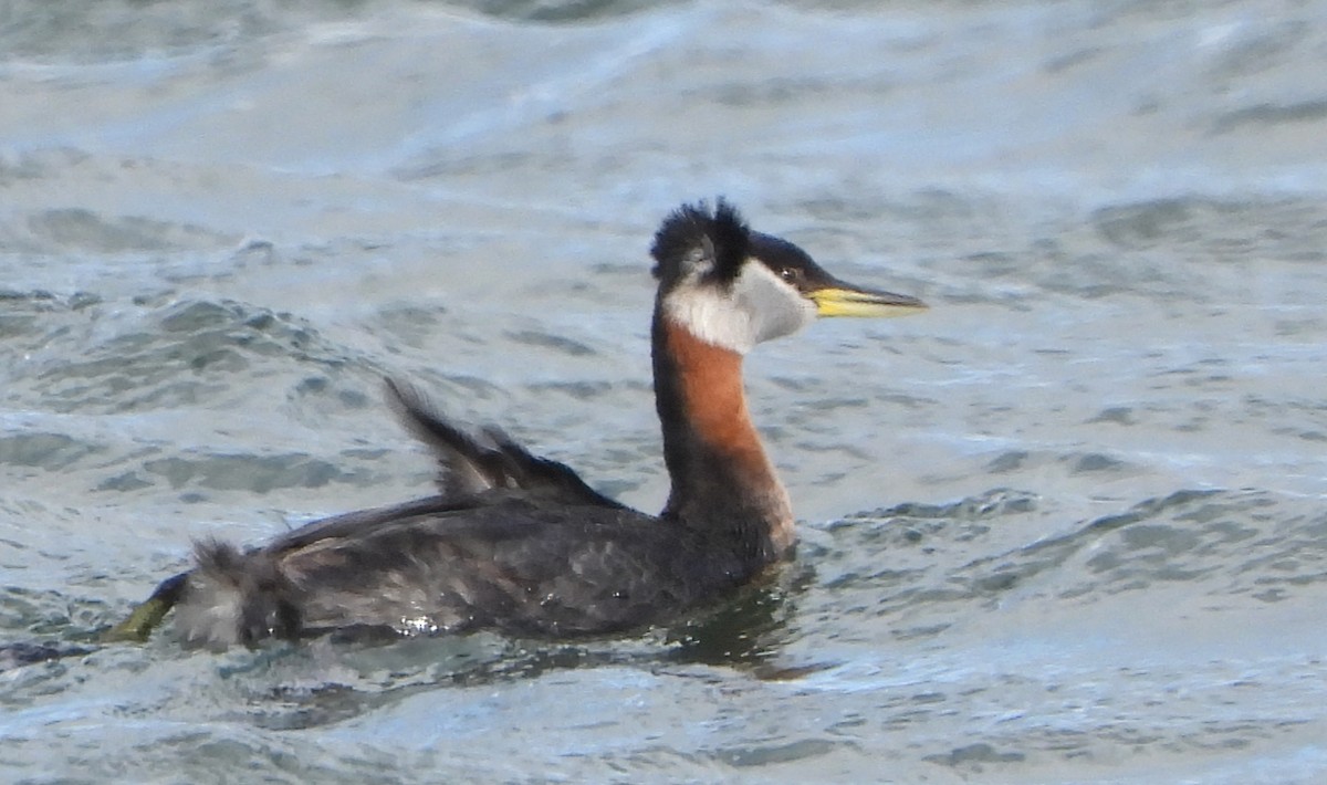 Red-necked Grebe - Patricia Teague