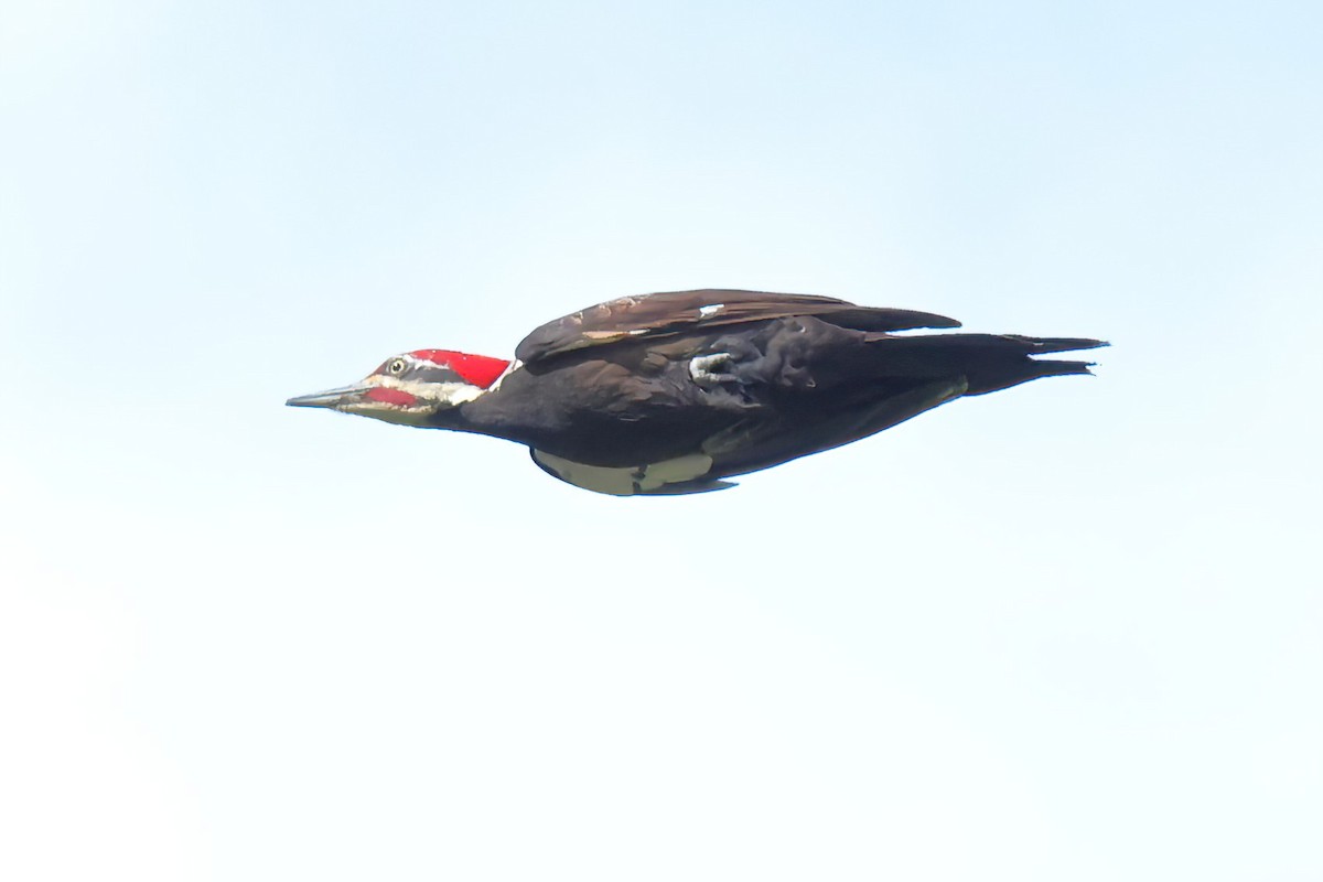 Pileated Woodpecker - ML617496038
