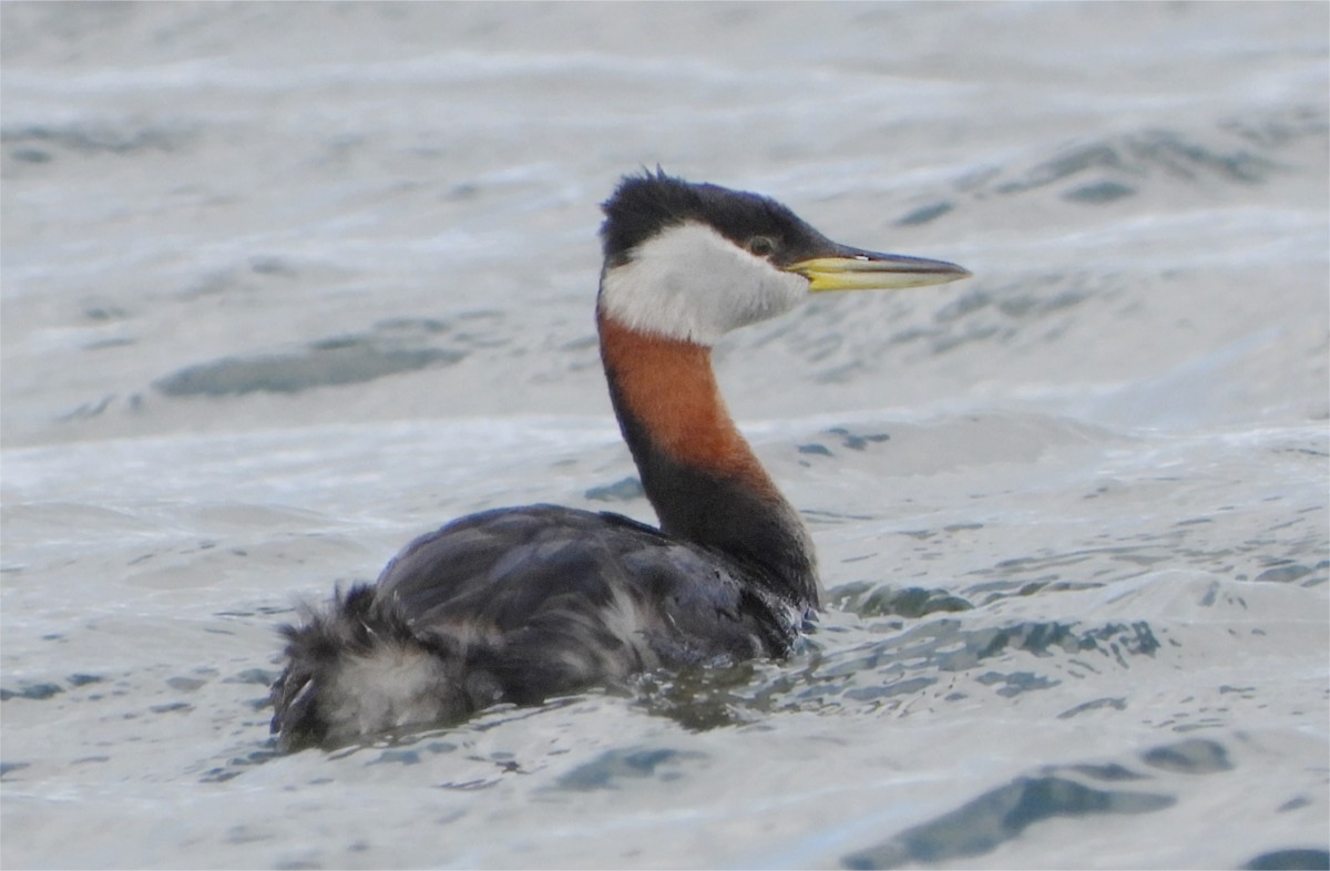 Red-necked Grebe - ML617496040