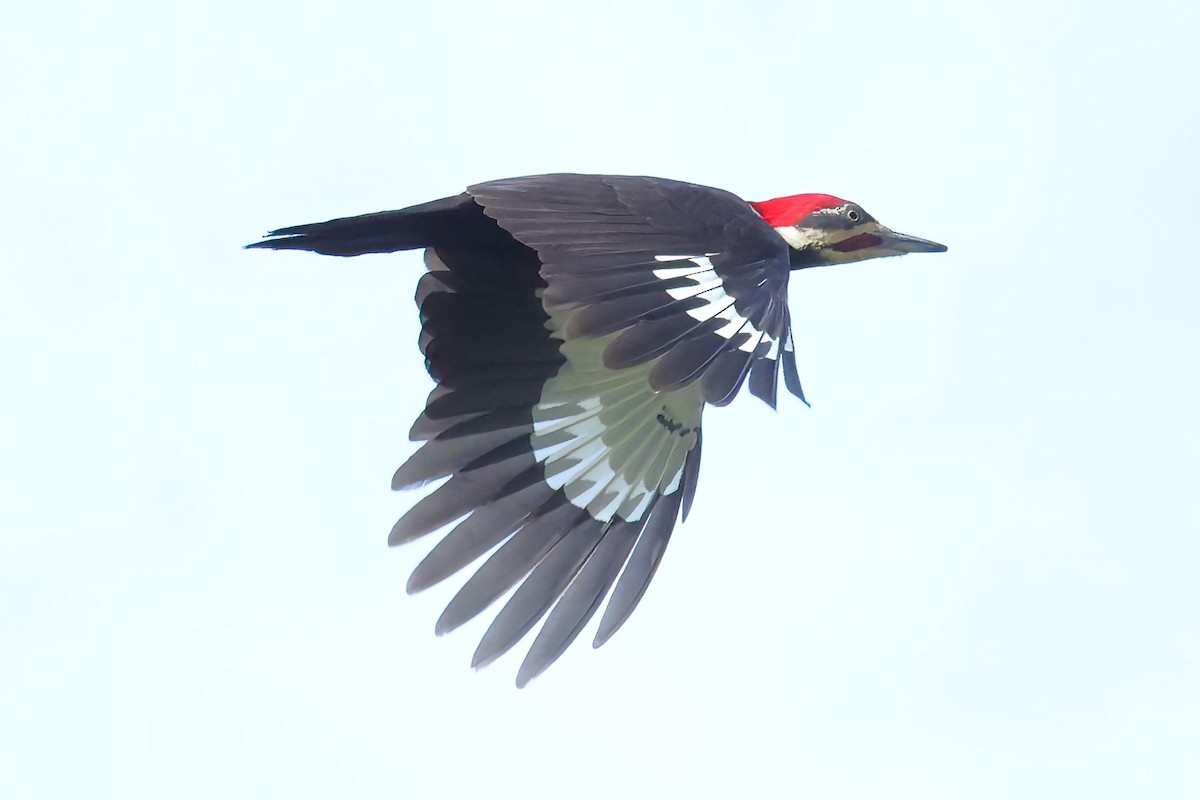 Pileated Woodpecker - ML617496041