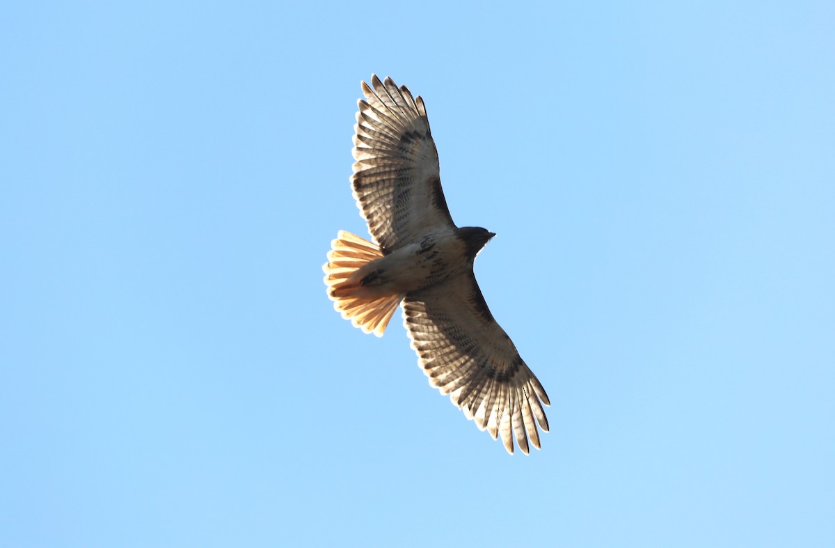 Red-tailed Hawk - ML617496065