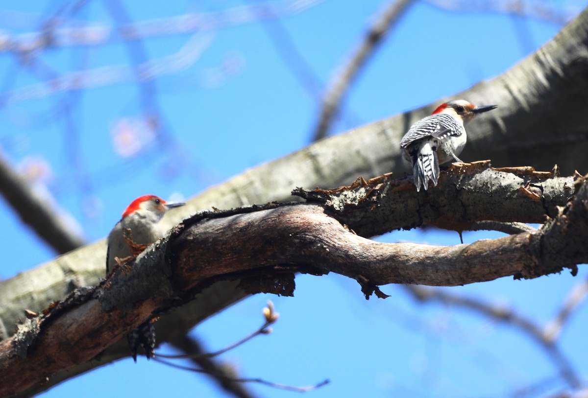 Red-bellied Woodpecker - ML617496080