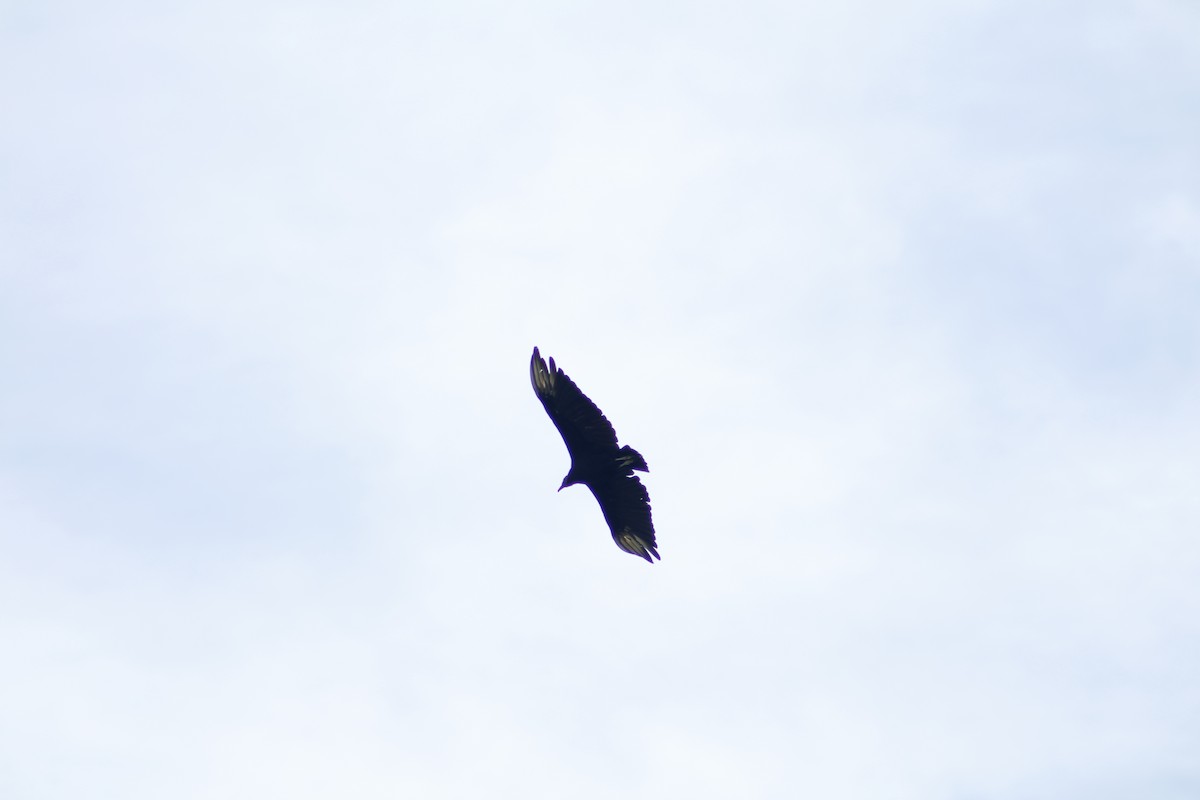 Black Vulture - ML617496095