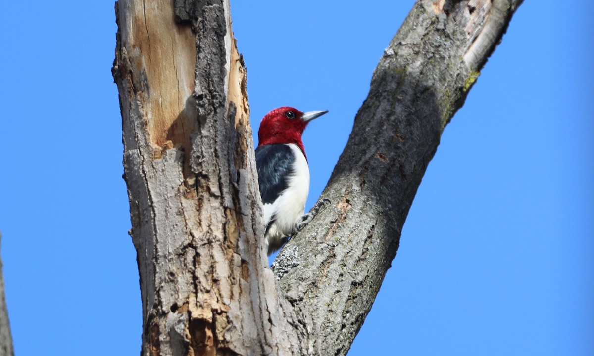 Red-headed Woodpecker - ML617496111