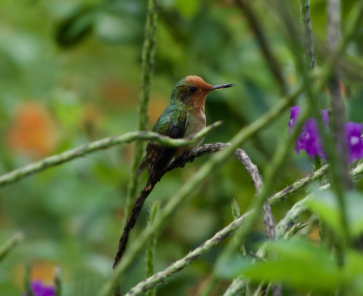 Rufous-crested Coquette - Frances Oliver