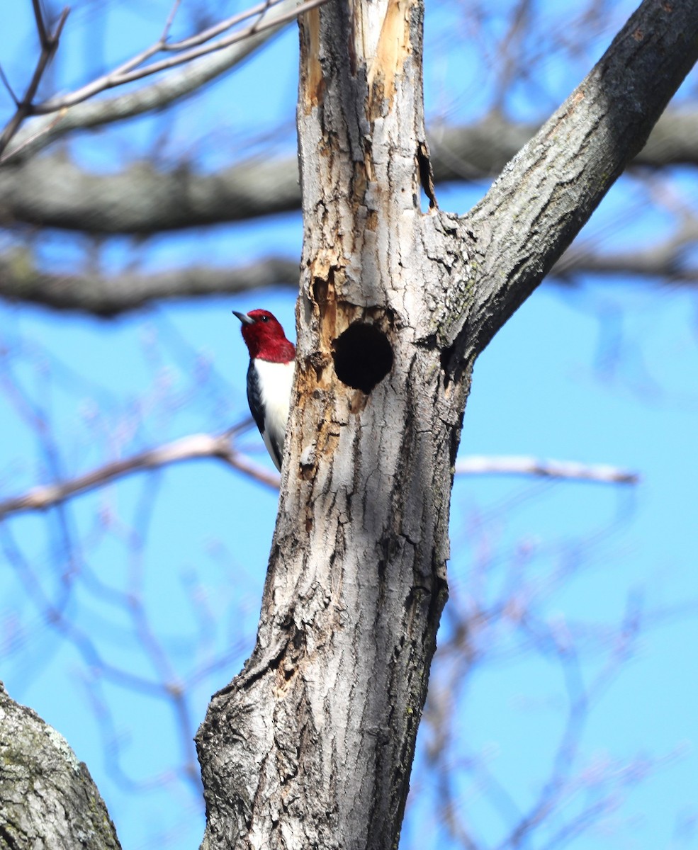 Red-headed Woodpecker - ML617496117