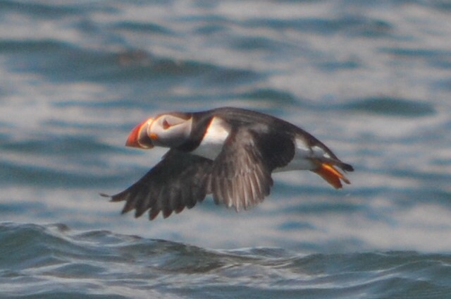 Atlantic Puffin - Jack Pannell