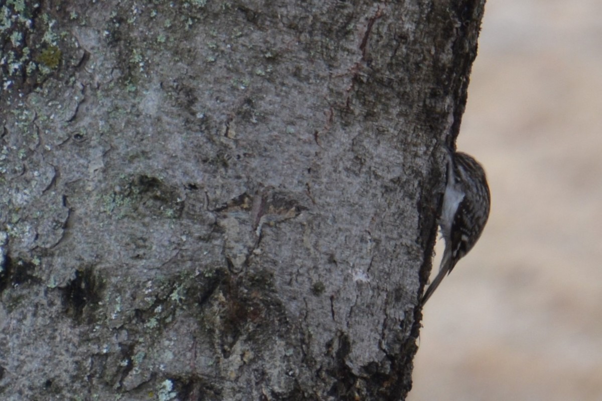 Brown Creeper - Ted Armstrong