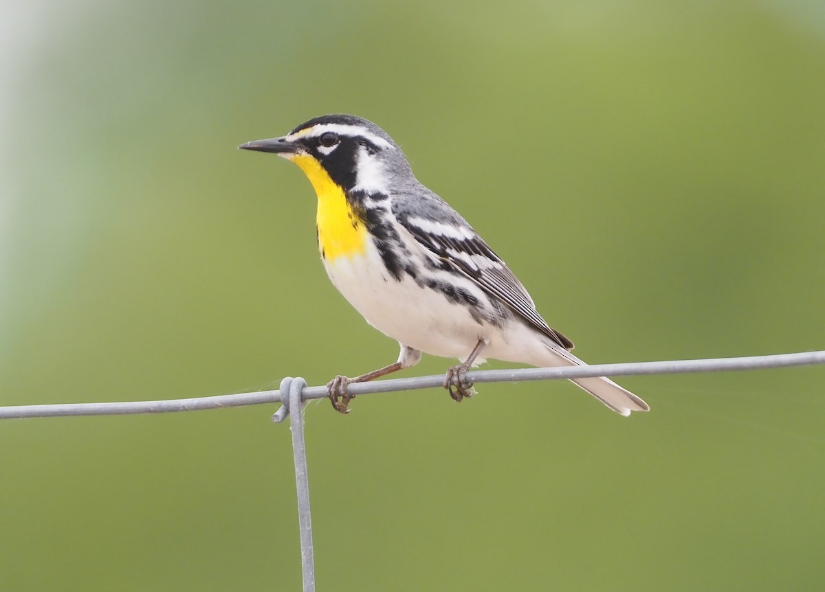 Yellow-throated Warbler - Stephan Lorenz