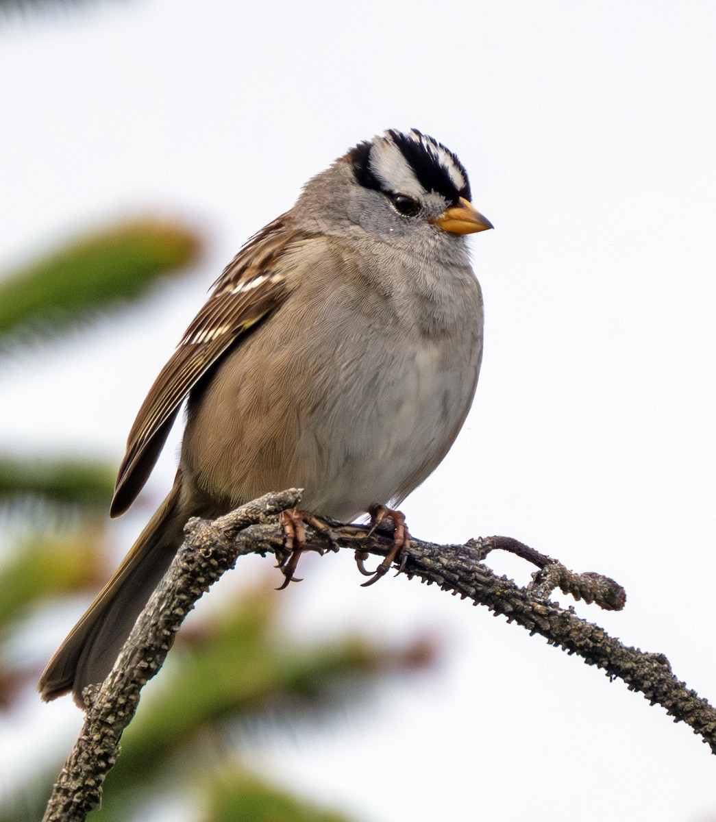 White-crowned Sparrow - ML617496201