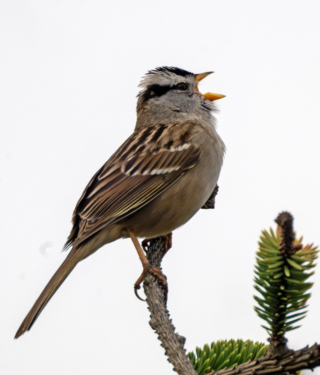 White-crowned Sparrow - ML617496202