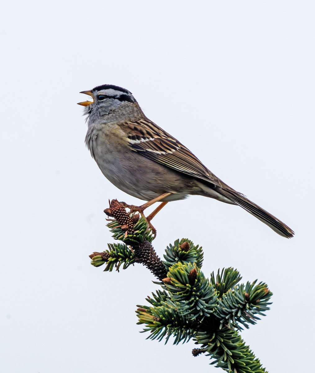 White-crowned Sparrow - ML617496203