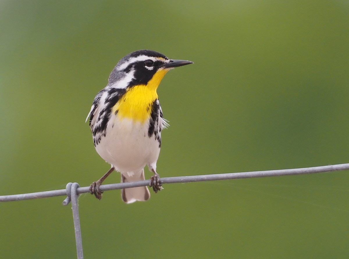 Yellow-throated Warbler - Stephan Lorenz