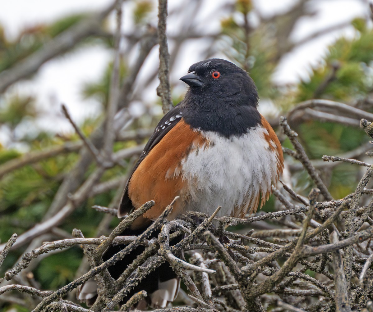 Spotted Towhee - ML617496248