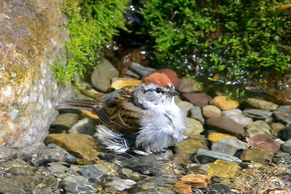 Chipping Sparrow - ML617496287