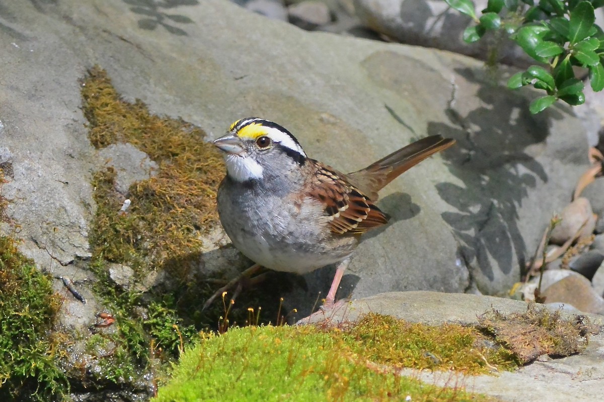 White-throated Sparrow - Seth Honig