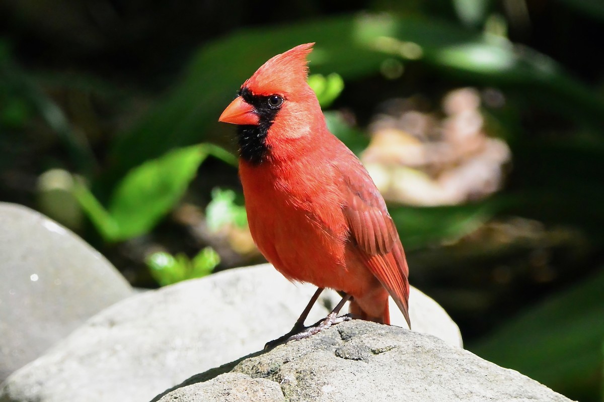 Cardinal rouge - ML617496319