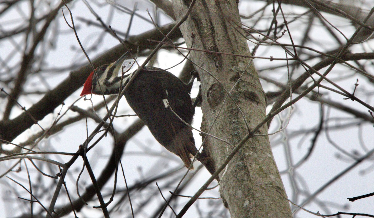 Pileated Woodpecker - Winston Humphreys 🦜