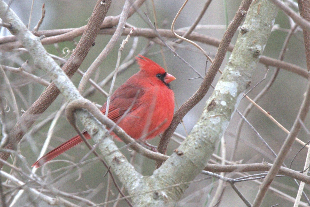Cardinal rouge - ML617496356