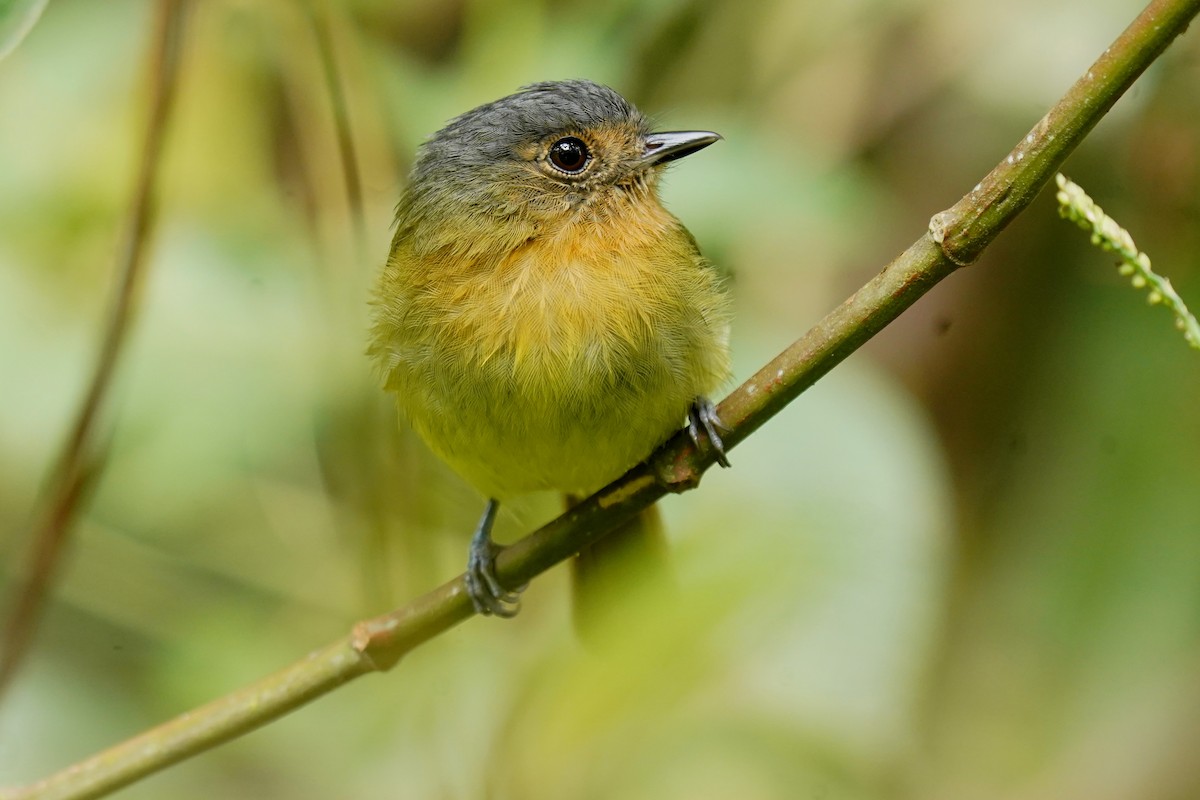 Rufous-breasted Flycatcher - ML617496448