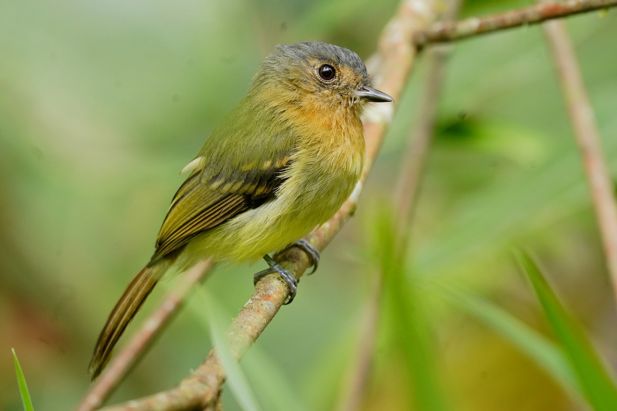 Rufous-breasted Flycatcher - ML617496449