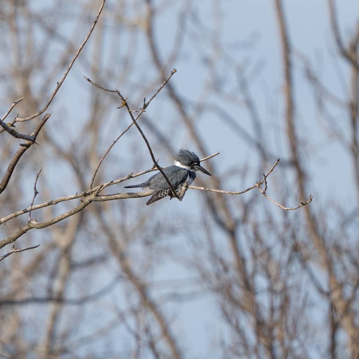 Belted Kingfisher - ML617496459