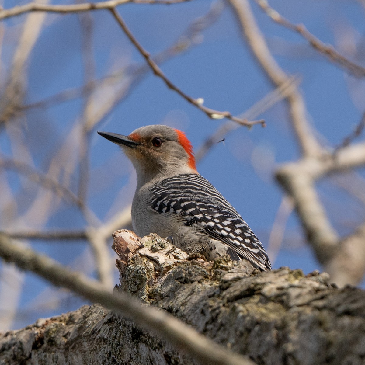 Red-bellied Woodpecker - ML617496464