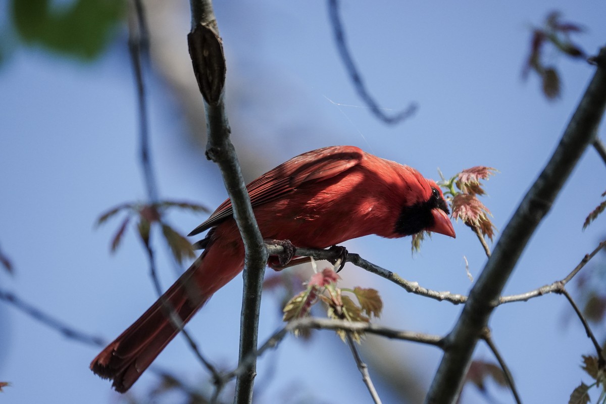 Cardinal rouge - ML617496487