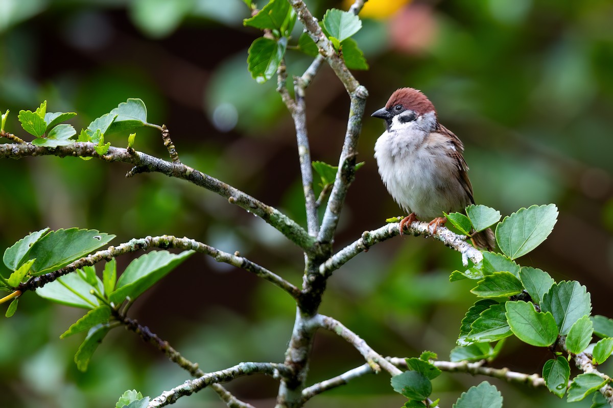 Eurasian Tree Sparrow - ML617496488