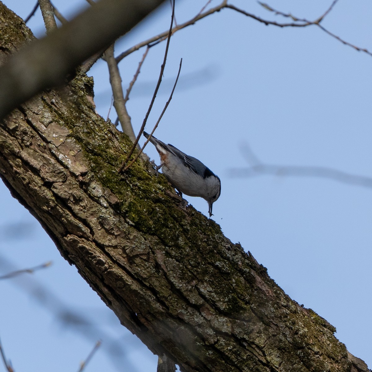 White-breasted Nuthatch - Erik Mcdowell