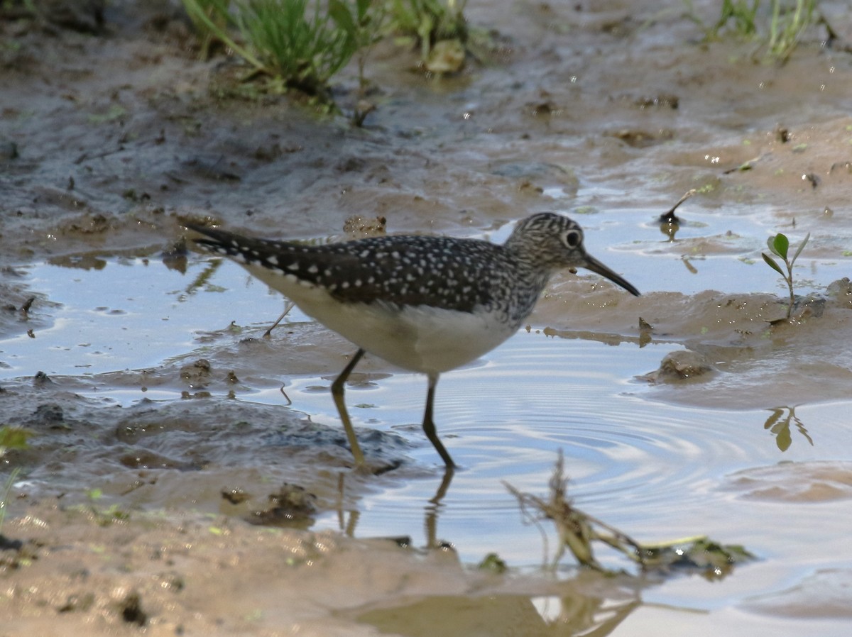 Solitary Sandpiper - Tommie Rogers