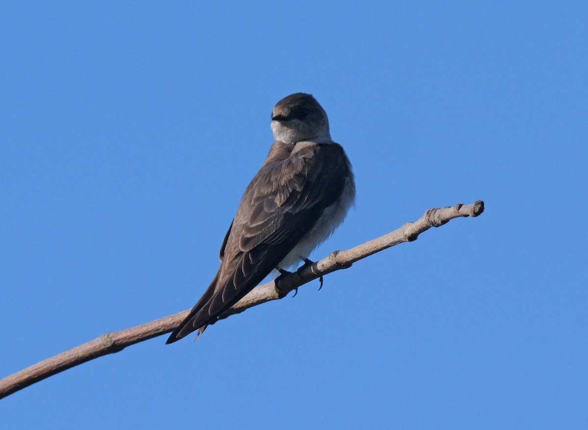 Northern Rough-winged Swallow - ML617496673