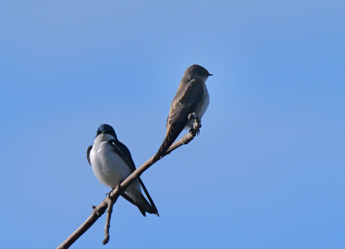 Northern Rough-winged Swallow - ML617496674