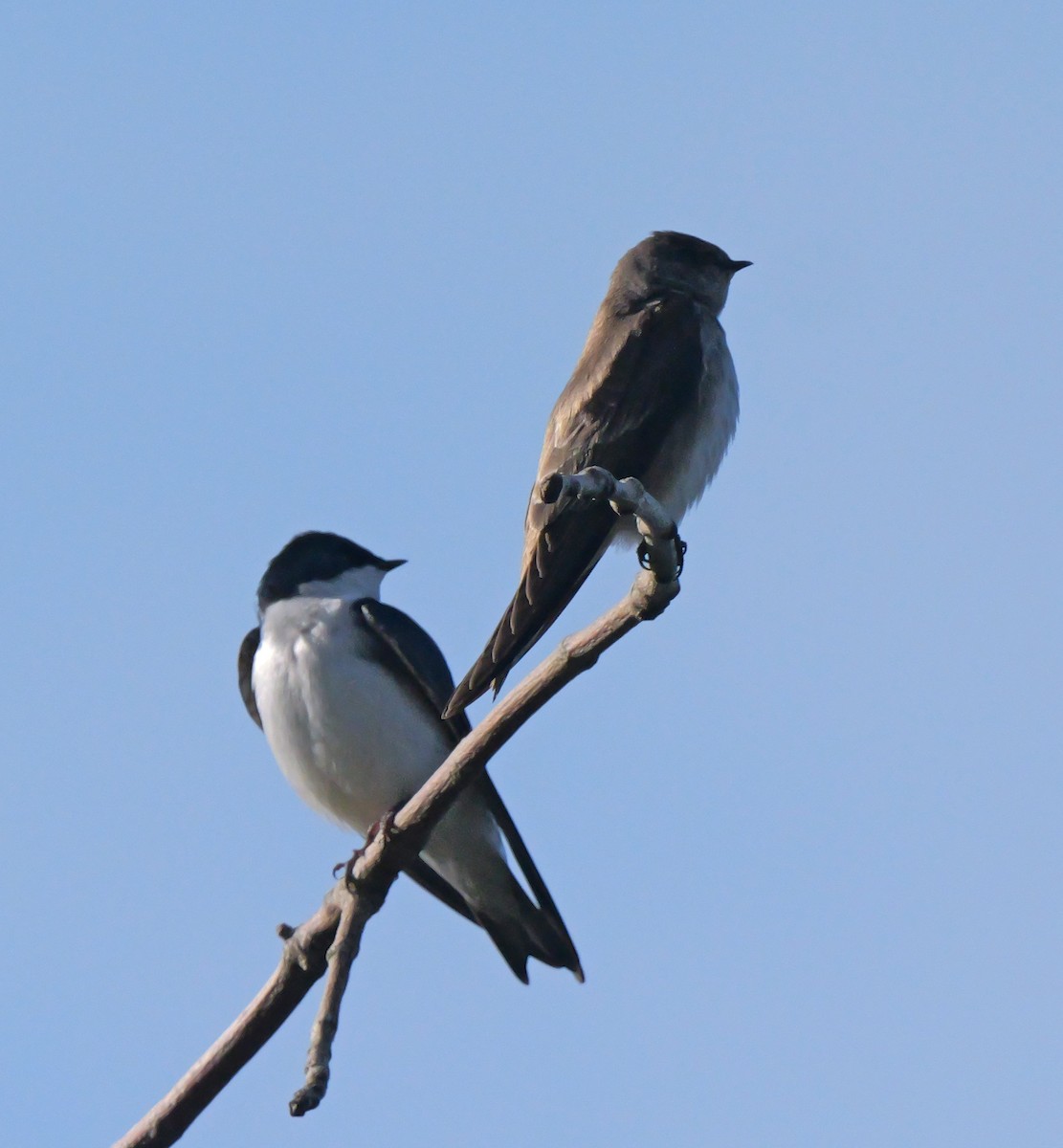 Northern Rough-winged Swallow - ML617496675