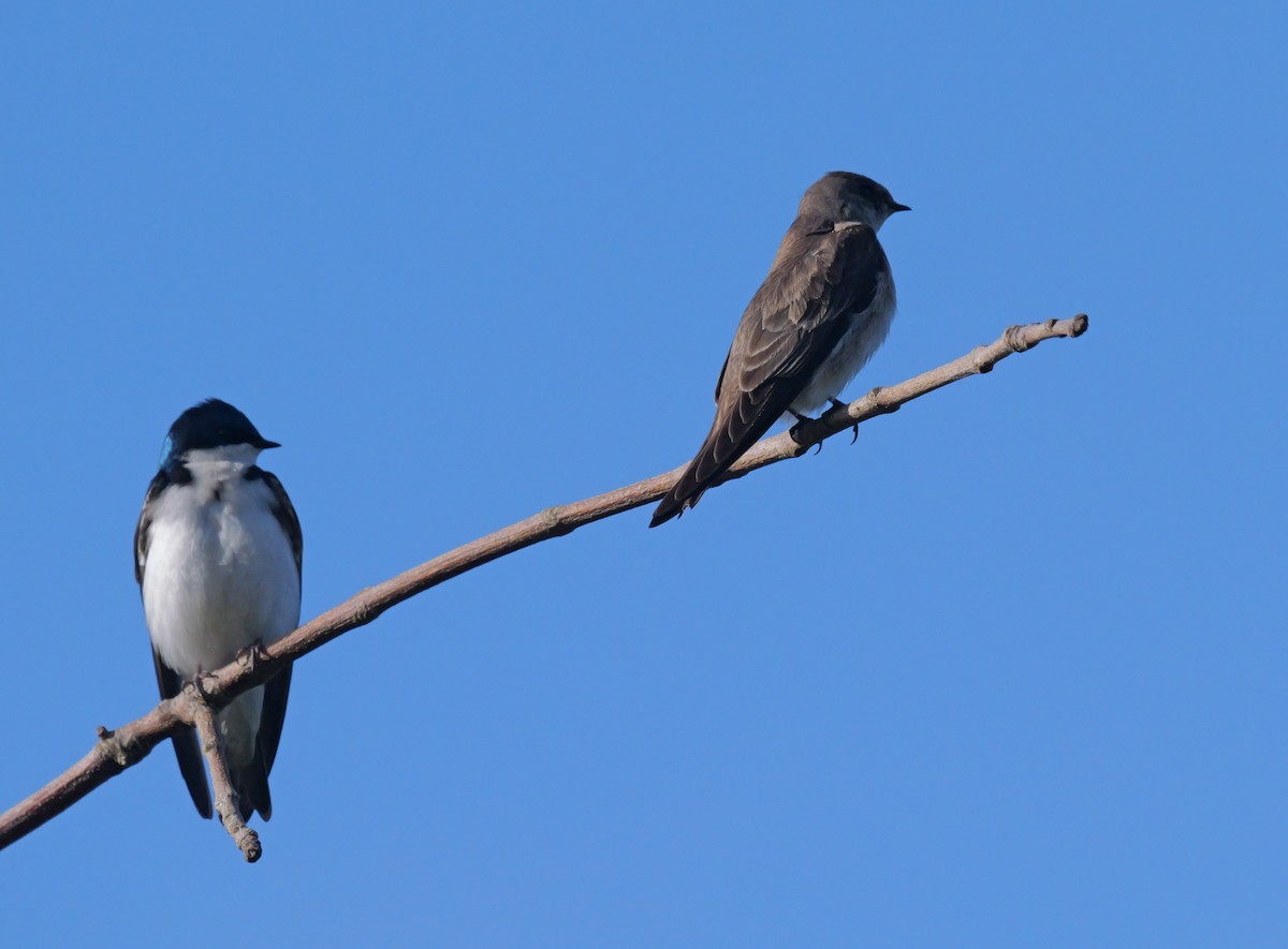 Northern Rough-winged Swallow - ML617496676