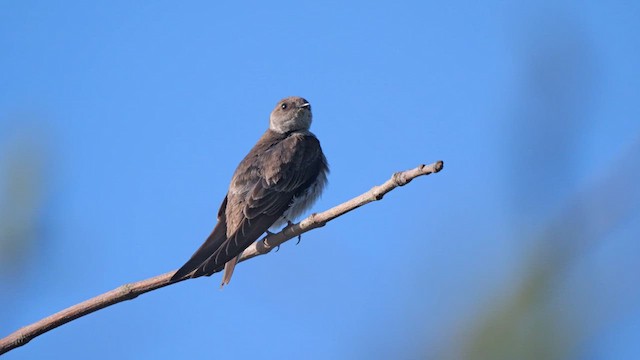 Northern Rough-winged Swallow - ML617496680