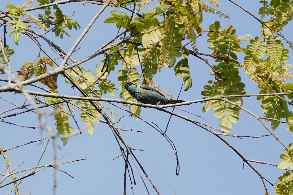 Black-capped Tanager - ML617496700