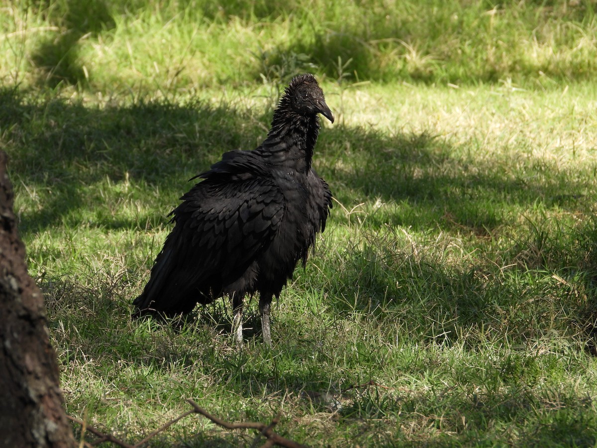 Black Vulture - Más Aves