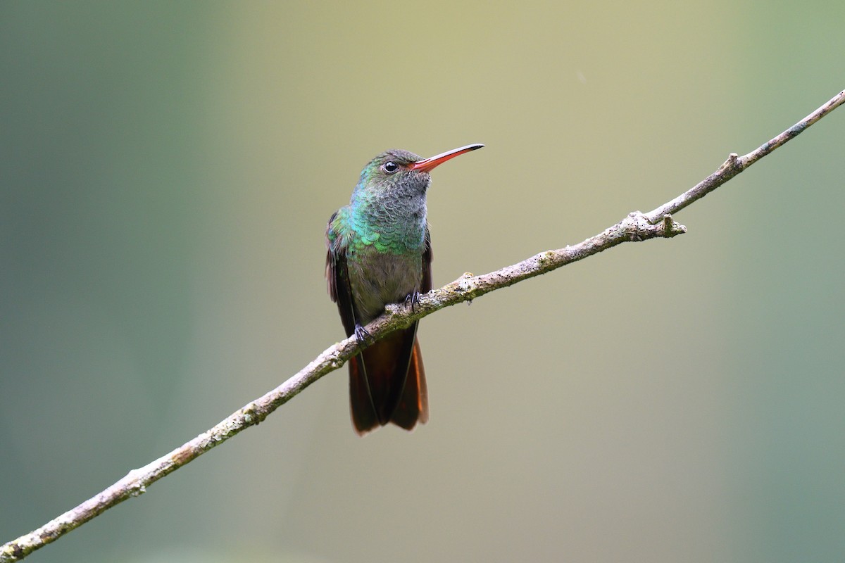 Rufous-tailed Hummingbird - terence zahner