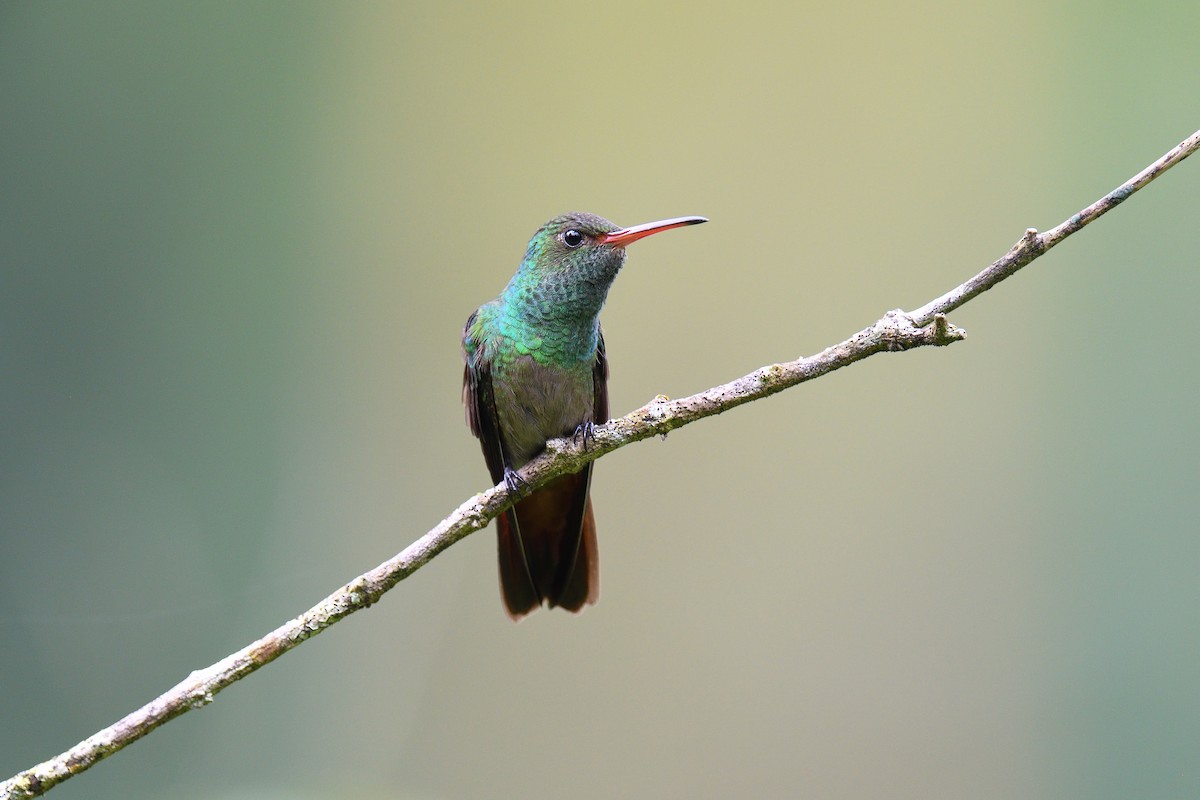 Rufous-tailed Hummingbird - ML617496792