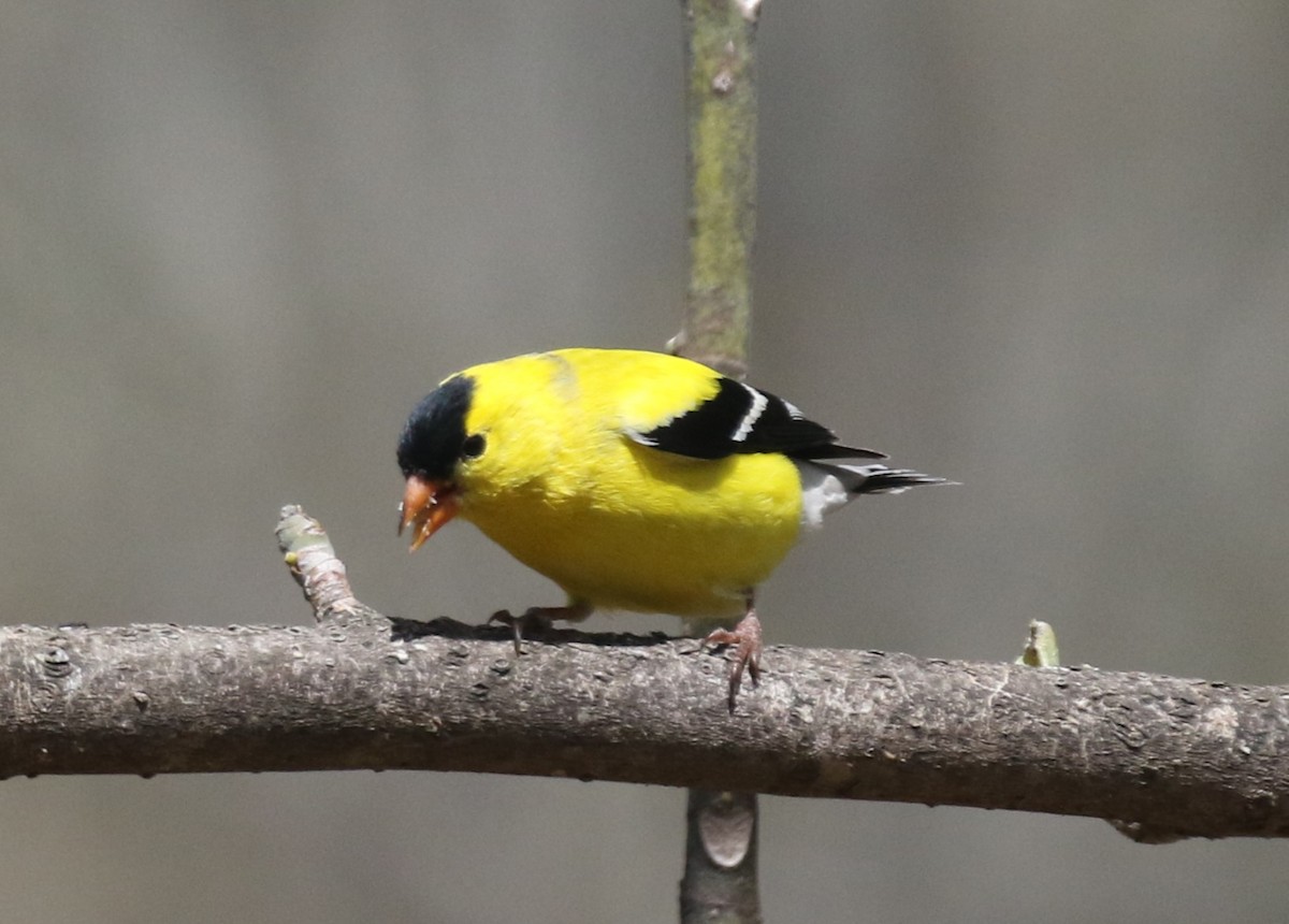 American Goldfinch - Tommie Rogers