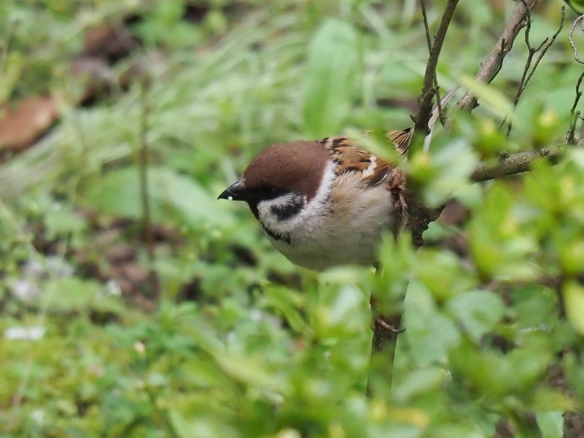 Eurasian Tree Sparrow - ML617496871