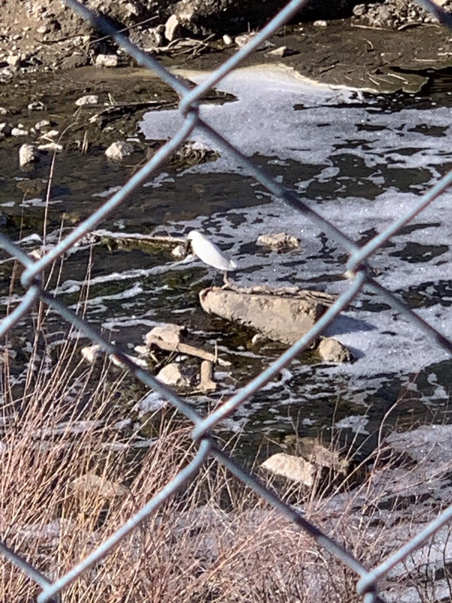 Snowy Egret - ML617496891