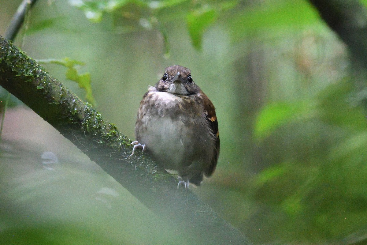 Spotted Antbird - ML617496938