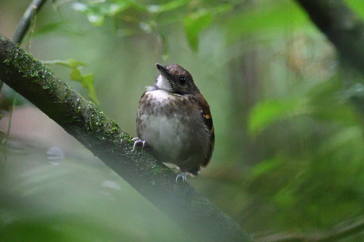 Spotted Antbird - ML617496939