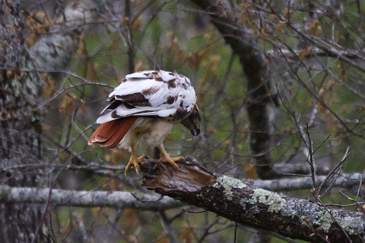Red-tailed Hawk - ML617496943