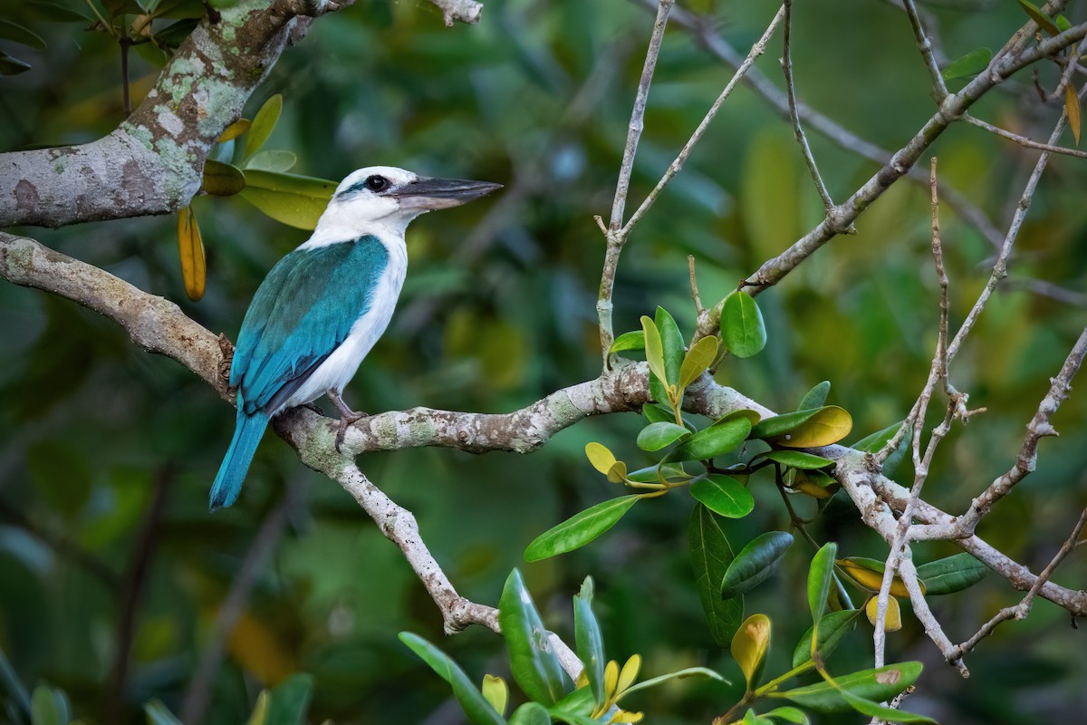 シロガシラショウビン（saurophagus） - eBird