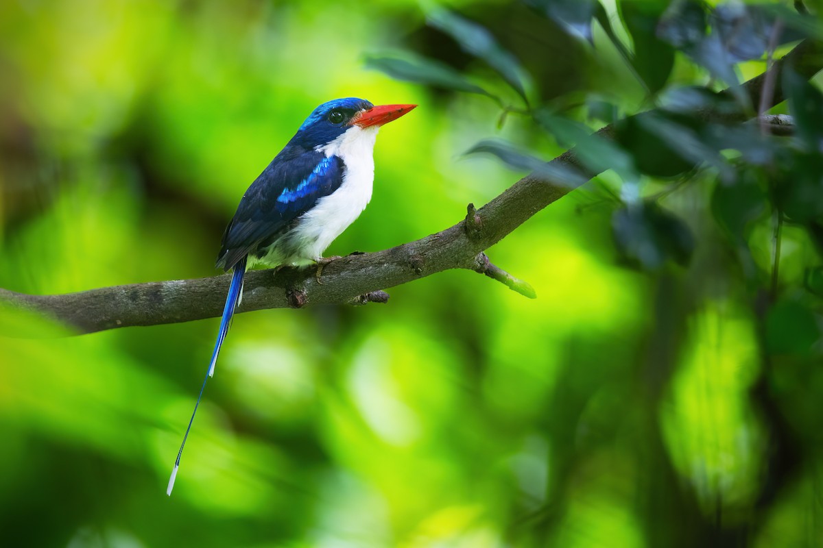 Common Paradise-Kingfisher (Common) - ML617496964