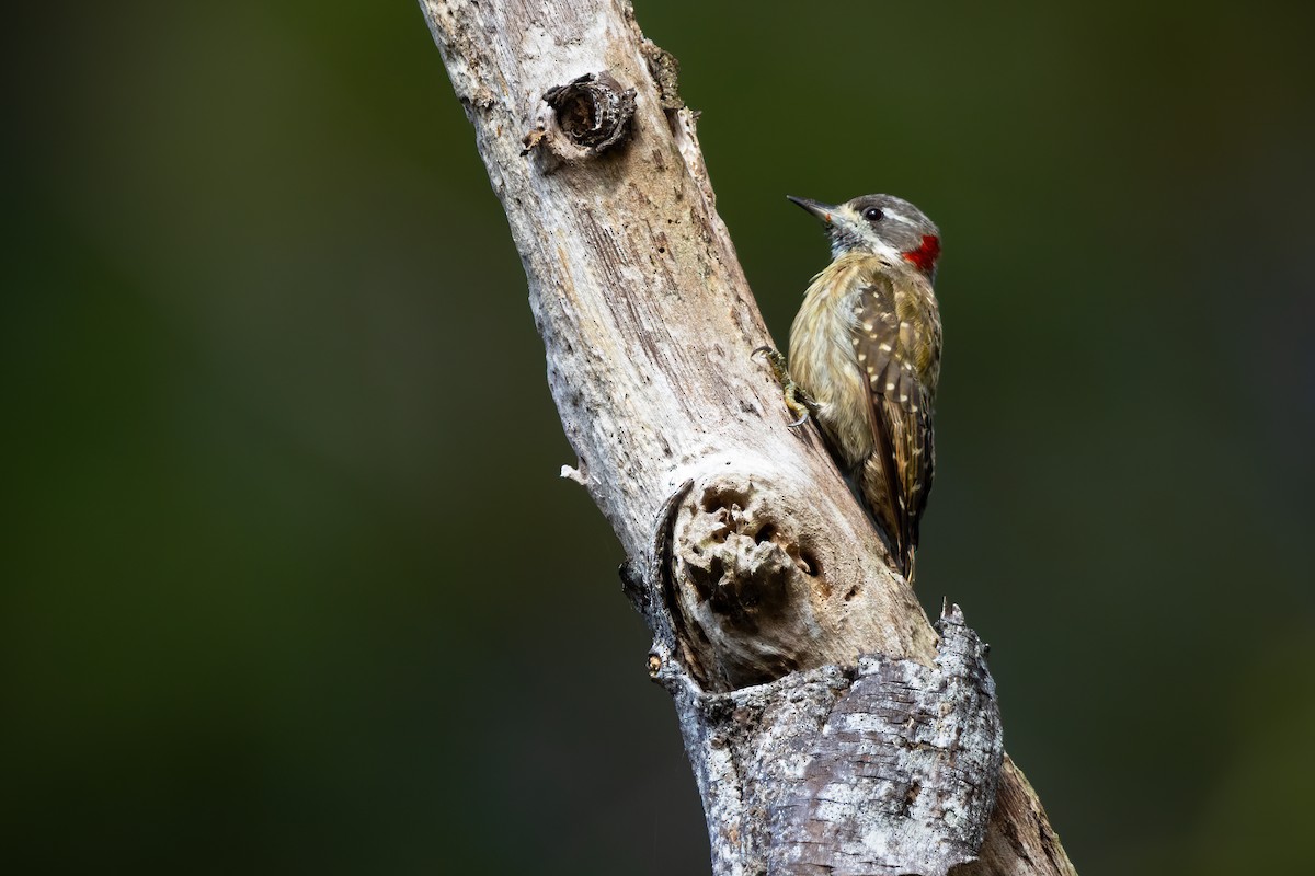 Sulawesi Pygmy Woodpecker - ML617497031
